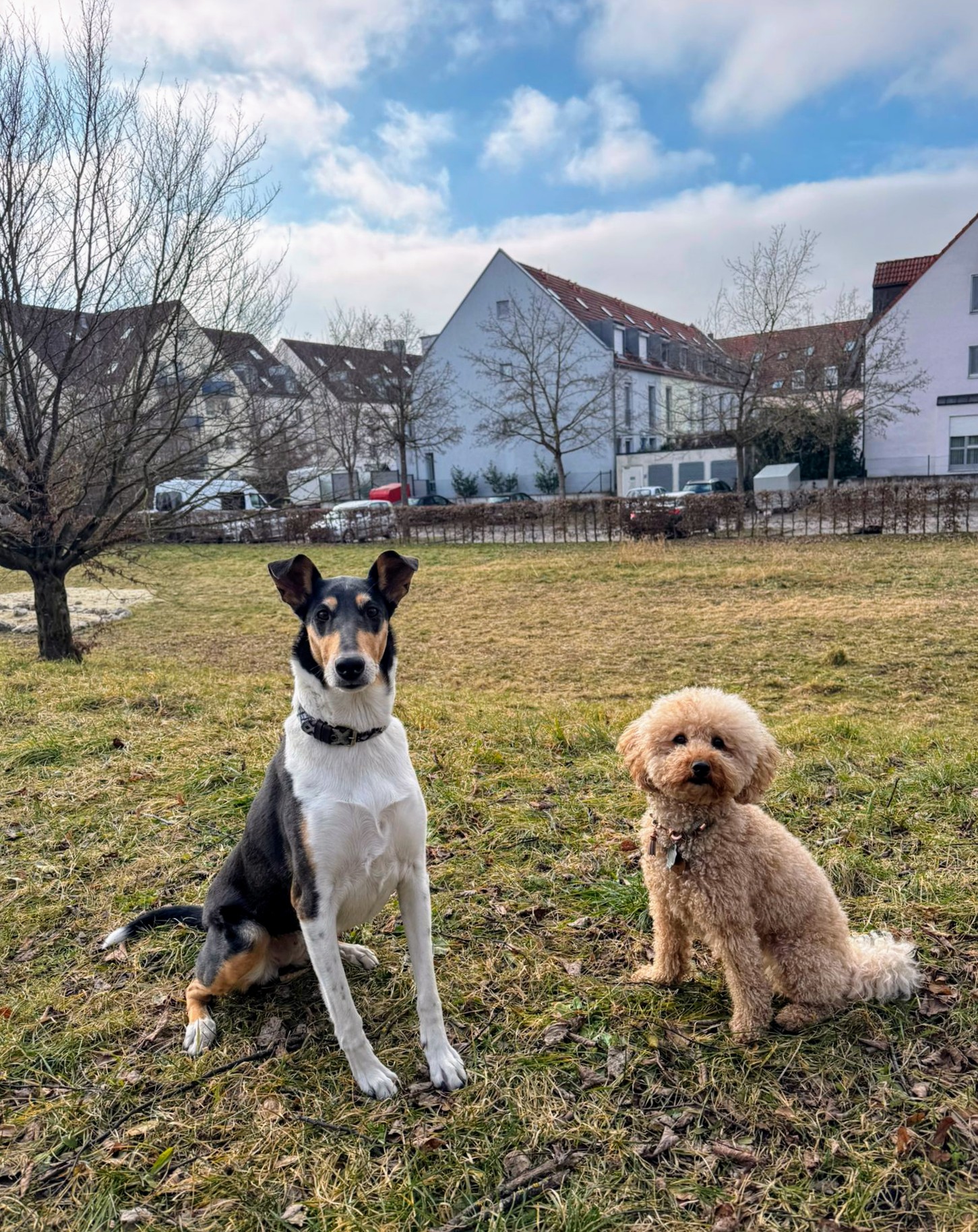 Jinx und Merle